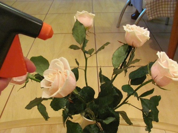 Как сохранить розы в вазе дольше всего? - RucvetOk